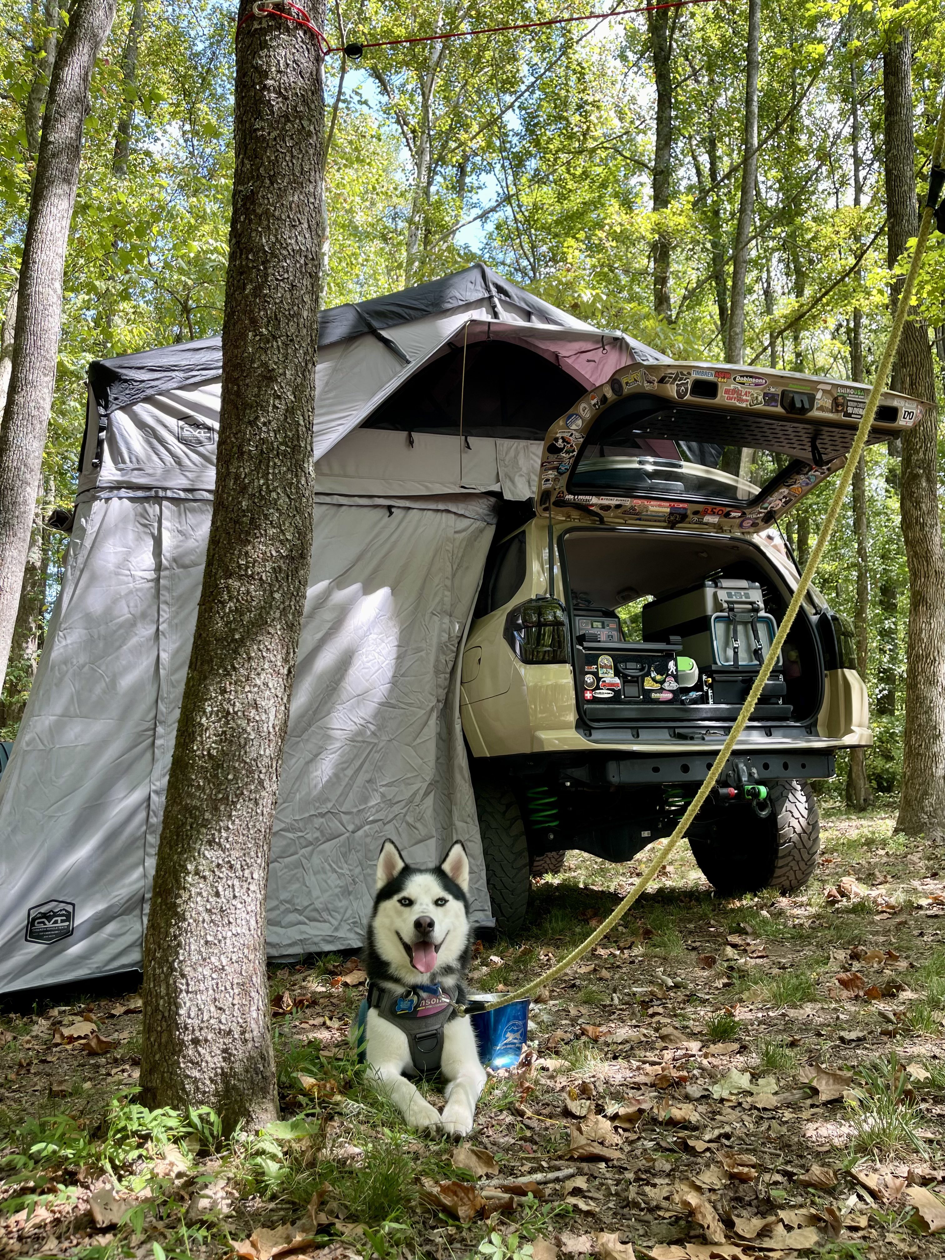 AVR camp setup with dog